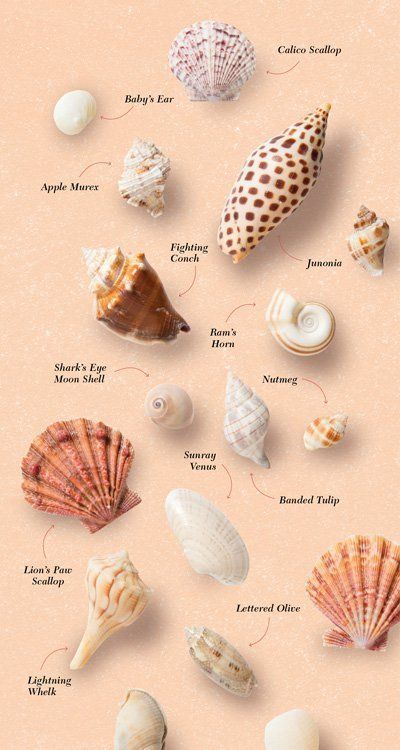 Try a shell hunt during your next beach getaway to the Gulf. What are you mermaid treasures? Types Of Seashells, Beach Projects, Gulf Coast Beaches, Art Coquillage, Seashell Projects, Shell Game, Shell Crafts Diy, She Sells Seashells, Shell Decor