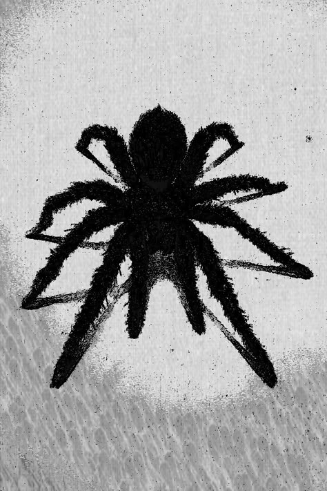 Spider Black And White, Tarantula Drawing, Spider Creature, Hello Kitty Kiss, Spider Tattoos, I Am Better, Spider Drawing, Scary Dreams, Taekwondo Wallpaper