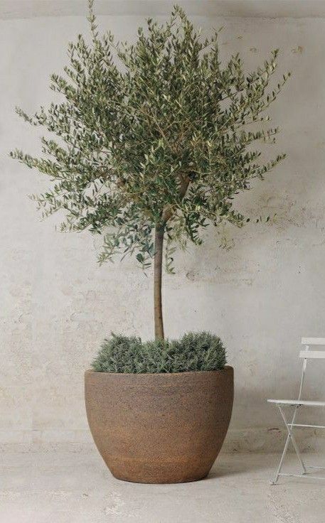 Olive Tree In Pots Front Door, Olive Tree Pots Outdoor, Olive Tree Potted, Olive Tree In Planter, Olive Tree In Pots Outdoor, Olive Trees In Pots Outdoor, Olive Tree Indoor Decor, Large Potted Plants Outdoor, Structural Plants