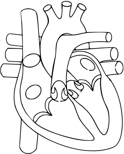 Heart - File:Heart.svg - Wikimedia Commons Heart Anatomy Drawing, Human Heart Diagram, Biology Drawing, Human Heart Drawing, Biology Diagrams, Human Heart Anatomy, Learning Psychology, Heart Diagram, Study Biology