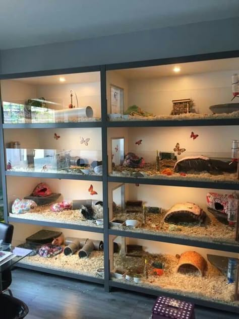 Hamster Room Ideas, Guinea Pig Room Ideas, Guinea Pig Enclosure Ideas, Hamster Room, Guinea Pig Enclosure, Guinea Pig Cage Ideas, Diy Guinea Pig Cage, Cage Hamster, Animal Enclosures