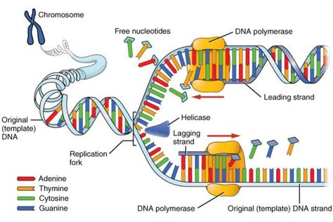 Dna E Rna, Dna Polymerase, Dna Replication, Dna Molecule, Biology Classroom, Teaching Biology, Ap Biology, Nucleic Acid, Biology Lessons