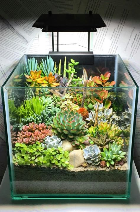 Indoor Succulent Garden Terrariums, Aquarium Terrarium Ideas Fish Tanks, Succulent Terrarium Ideas Diy, Terrarium Succulent Ideas, Fishtank Terrarium Ideas, Succulent Fish Tank, Big Terrarium Ideas, Terrarium With Pond, Beautiful Terrariums Diy