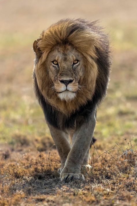 Wild Lion, Lion Photography, Lions Photos, Lion Love, Lion Images, Lion Pictures, African Lion, Lion Face, Majestic Animals