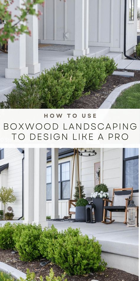 Design your yard like a pro! Incorporate boxwood landscaping ideas into your front yard for beautiful curb appeal and garden design. Foundation Plantings For Front Of House Farmhouse, Front Yard Landscaping Boxwood Hedges, Front Yard Landscaping With Bushes, Boxwood And Holly Landscaping, Arborvitae Landscaping Front Yards, House Front Plant Ideas, Boxwood Lined Walkway, Farmhouse Front Flower Beds, Curb Appeal White House