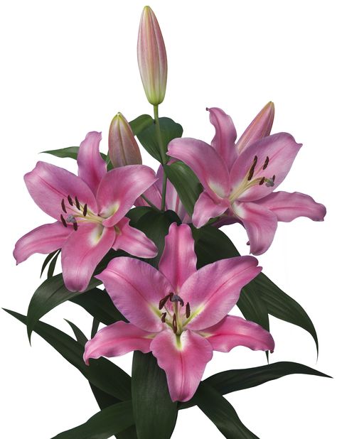 Pink lily OT hybride Labrador Lilium lelie breeding Lilly Illustration Flowers, Pink Lillies Aesthetic, Pink Lilies Bouquet Aesthetic, Light Pink Lilies, Pink Lillie’s, Pink Lillies, Different Types Of Flowers, Day Lilies, Big Plants