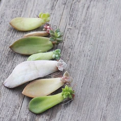 pretty babies - how to replant trim and propagate succulents Ideas For Planting Succulents, Starting Succulents From Leaves, Propagating Succulents From Cuttings, Succulent Cuttings Propagation, Succulents Propagating, Propagating Succulents From Leaves, Multiplier Des Plantes Grasses, Diy Terrariums, How To Propagate Succulents