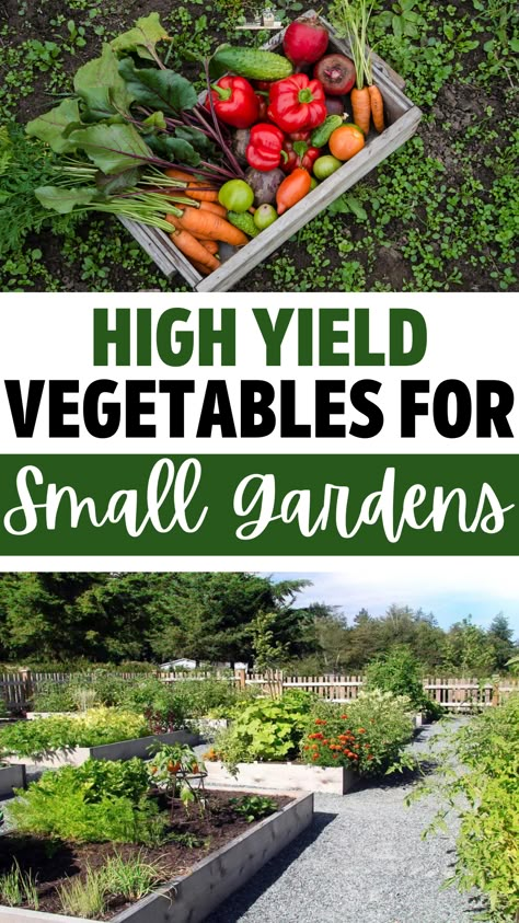 High Yield Vegetables for Small Gardens – GIY Plants Garden Ideas Veggies, Veggie Garden Backyard, Vegetable Garden Timing, Tips For Growing Vegetables, How To Vegetable Garden, Veggies Garden Ideas, Growing Container Vegetables, Veggie Gardens For Small Spaces, Planting Small Garden