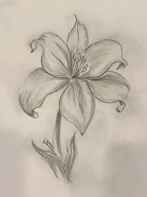 Art Inspiration: Tiger Lily – Chocoviv’s Lifestyle Blog Tiger Lily Drawing, Lilly Drawing, Tigers In The Wild, Lilies Drawing, Animation Art Sketches, Flower Art Drawing, Flower Sketches, Pretty Drawings, Easy Drawings Sketches