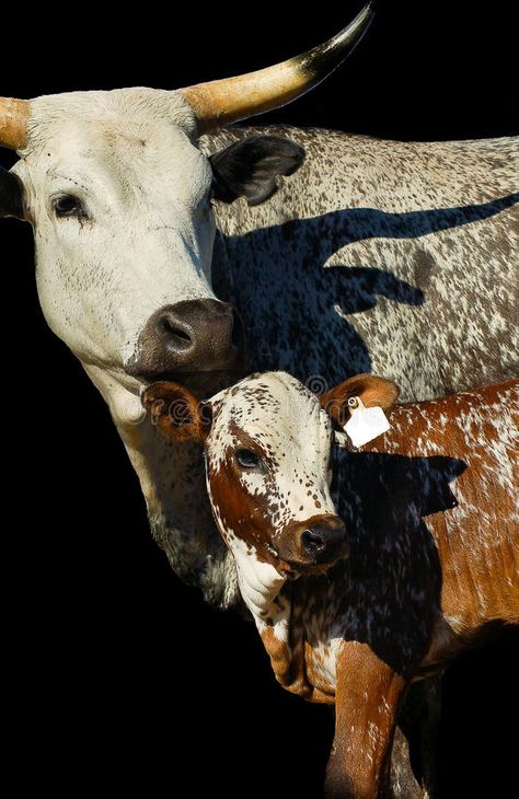 Animals Shelter, Nguni Cows, Cow Aesthetic, Cow Breeds, Nguni Cattle, Aesthetic Cow, Homesteading Animals, Cow And Calf, Cow Photos