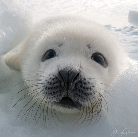 Silly Seal, Harp Seal Pup, Funny Seals, Baby Harp Seal, Harp Seal, Cute Seals, Seal Pup, Baby Seal, Interesting Animals