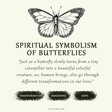 symbolism of butterflies What Do Butterflies Represent, Different Butterflies And Their Meanings, Seeing Butterflies Meaning, What Does A Butterfly Symbolize, What Do Butterflies Symbolize, Swallowtail Butterfly Meaning, Butterfly Types And Meanings, Butterfly Evolution Tattoo, Butterfly Powers