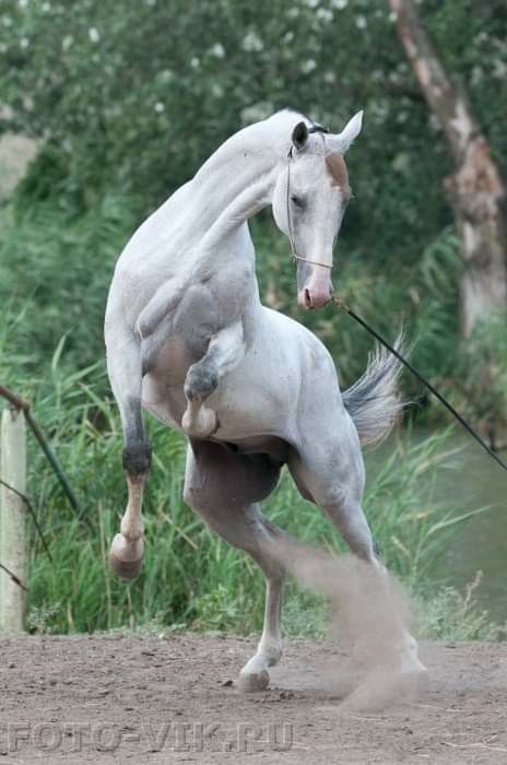 Animal Psychology, Stud Farm, Akhal Teke Horses, Horse Poses, Animal Poses, Animal Action, Horse Reference, Horse Anatomy, Horse Inspiration