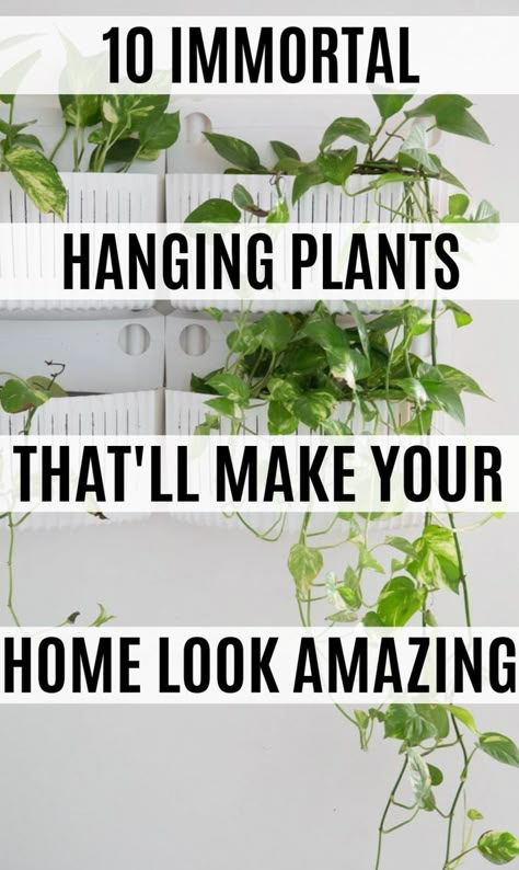 Plants That Hang Down, Hanging Plants Next To Bed, Indoor Plant Furniture, Bay Window Hanging Plants, Plants On Cabinets, Easy Houseplants Indoor Plants, Plants Over Doorway, Upside Down Hanging Plants, Decorating With Plants Bedroom