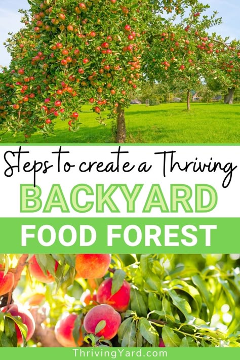 Backyard Edible Garden Design, Forest Food Garden, Zone 9 Food Forest, Creating A Food Forest, Backyard Forest Garden, Fruit Forest Garden, Central Florida Food Forest, Food Forest Design Layout, Mini Food Forest