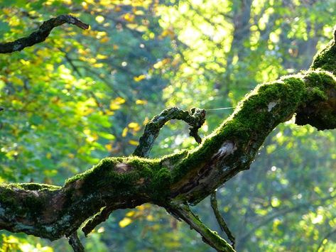 Crooked Tree, Autumn Nature, Tree Forest, Public Domain Images, Tree Branch, Quality Images, Free Pictures, Nature Photos, Tree Branches