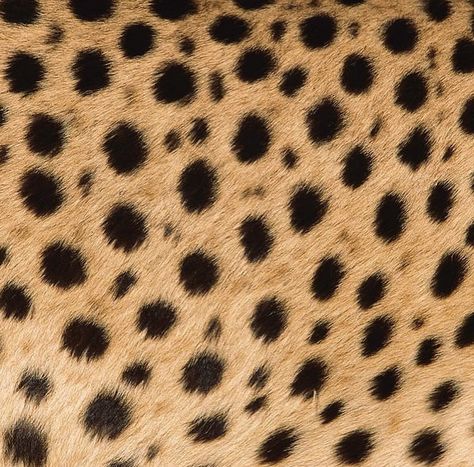 Jaguar, Leopard, Cheetah by Beverly Joubert. 🤎 Jaguar Leopard, Jaguar Print, Animal Print Fabric, April 6, Patterns In Nature, Tie Dye Print, Lock Screen, Print Fabric, Jaguar