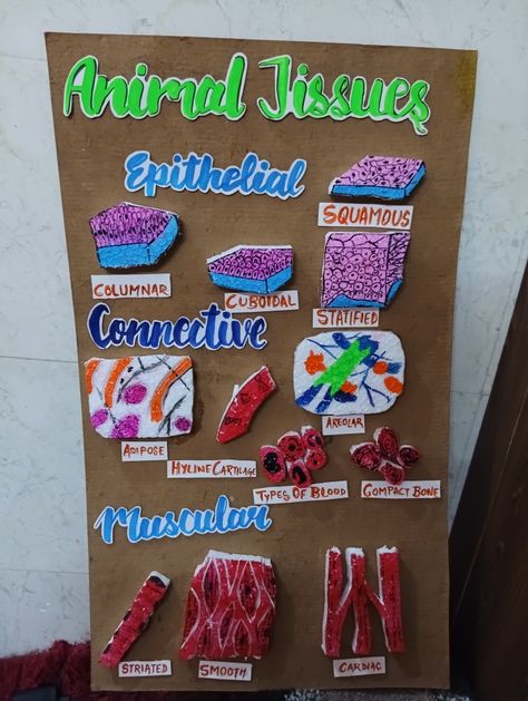 Model, project of biology, class9 Biology Bulletin Board, Biology Models Projects Ideas, Biology Models, High School Science Fair Projects, Science Fair Poster, High School Science Fair, Science Project Models, Tissue Biology, Bio Project