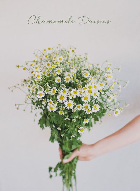 Seasonal Flower Guide: Summer Flowers Arrangements Simple, Old Remedies, Give Me Flowers, Splendor In The Grass, Arrange Flowers, Types Of Orchids, Flower Girls Dress, Succulent Centerpieces, Growing Orchids