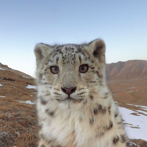 Pretty Animals, Silly Animals, Cute Wild Animals, Cute Animal Photos, Snow Leopard, Silly Cats, Cute Creatures, Pretty Cats, Cute Little Animals