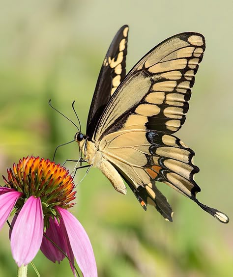 Butterfly Zoomed In, Photo Of Butterfly, Butterfly Front View, Butterfly Reference Photos For Artists, Butterfly Close Up, Butterfly On Flower Photography, Most Beautiful Butterfly Photography, Butterfly Reference Photo, Butterfly From The Side