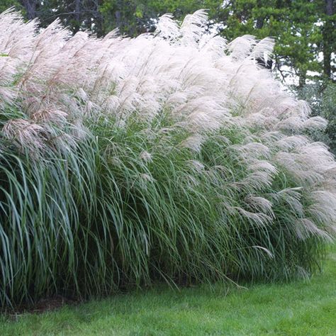 Grasses are best divided in spring, but it is not a chore for the faint of heart Baground Images, Nature Baground Images, Small Yard Landscaping, Udit Narayan, Flower Background Iphone, Flower Background Images, Photoshop Backgrounds Backdrops, Ornamental Grass, Girly Frame