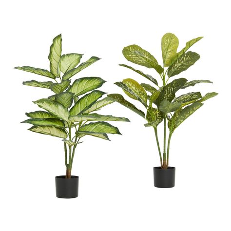 -Brighten any corner of your space with these artificial dieffenbachia plants, lush tropical shrubs distinguished by their broad, lively leaves. In simple weighted stands ready to drop into the basket or pot of your choice, this striking pair boasts two styles of fake leaves: one cream-colored and edged in green, the other stylishly speckled.   Also could be used for seasonal,gifts,home decor,decor,decorations,accessories,faux flowers,fake flowers,silk flowers,faux plants,fake plants,faux tree,f Piano Decor Ideas, Tropical Shrubs, Fake Plants Decor Bedroom, Fake Leaves, Piano Decor, Mushroom Grow Kit, Fake Plants Decor, Future Office, Fresh Flower Bouquets