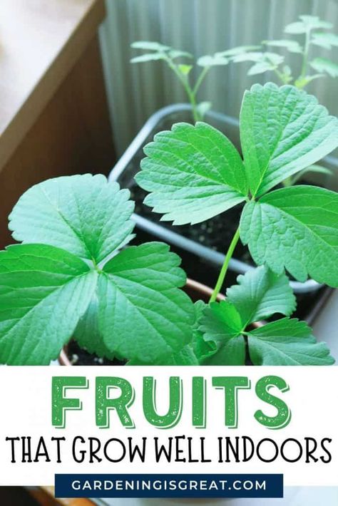 4 Of The Best Fruit To Grow Indoors | Gardening is Great Fruits And Vegetables You Can Grow Indoors, Indoor Veggie Garden Ideas, Grow Food Indoors Year Round, Indoor Fruit And Vegetable Garden, Fruits You Can Grow Indoors, Growing Plants Indoors Vegetables, Growing Produce Indoors, Indoor Gardening Tips, Fruits To Grow Indoors