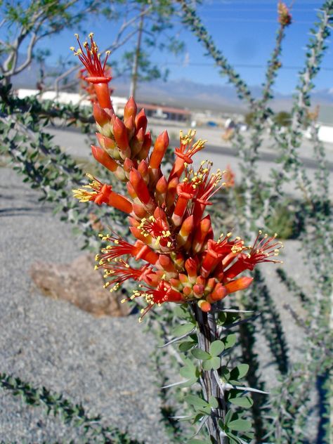 Ocotillo Plant, Odd Stuff, Cactus Flower, 2024 Vision, Plant Design, Tattoo Inspo, Green Thumb, Cactus, Vision Board