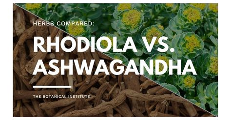 Benefits Of Rhodiola, Rhodiola Benefits For Women, Rhodiola Rosea Benefits, Rhodiola Benefits, Medicinal Herbs Remedies, Herbs Remedies, Ashwagandha Benefits, Rhodiola Rosea, Adaptogenic Herbs