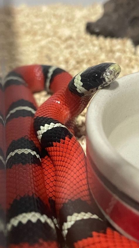 Snakes For Sale, African Beaded Bracelets, Milk Snake, Snake Painting, King Snake, Hognose Snake, I'm So Lucky, Pretty Snakes, Colorful Snakes