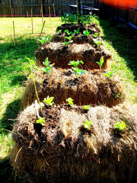 Haybale Gardening, Hay Bale Gardening, Strawbale Gardening, Straw Bale Gardening, Garden Veggies, Hay Bales, School Garden, Tomato Garden, Veggie Garden