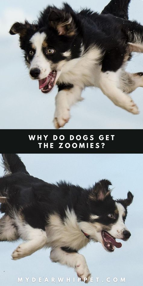 Why Do Dogs Get the Zoomies? Zoomies Dog Quote, Zoomies Dog, Dog Zoomies, Dog Behavior Training, Dog Whisperer, Whippet Dog, Dog Facts, Watch Dogs, Dog Behavior