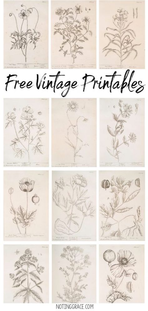 Free Vintage Printable Artwork | Noting Grace Botanical Printables Free, Botanical Vintage Prints, Vintage Pictures Printable Free Images, Free Vintage Flowers Printable, Ephemera Printables, Free Transfers Printables, Printable Images Free Graphics, Vintage Floral Prints Art, Vintage Floral Drawing