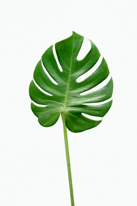 Monstera delicosa plant leaf  on a white background | free image by rawpixel.com / Teddy Rawpixel Split Leaf Philodendron, Aesthetic Lockscreens, Collage Elements, Color Palette Challenge, Photo Wall Gallery, Philodendron Monstera, Leaf Images, Miniature Plants, Big Leaves