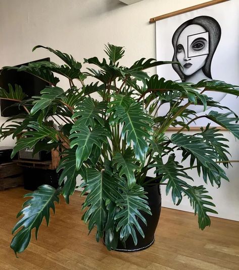 12 Types of Philodendron Plants Tropical Plant Tattoo, Tropical Core Aesthetic, Bedroom Plant Ideas, Philodendron Types, Hanging Plant Indoor, Garden Design Tropical, Plant Ideas Indoor, Bathroom Plant, Landscape Tropical