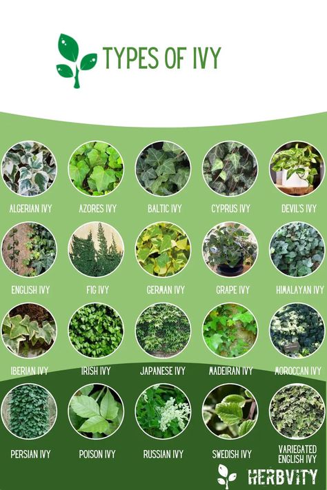 Infographic of different Types of Ivy Plants Information, Ivy Plant Tattoo, Poison Ivy Plant, Indoor Ivy, Types Of Ivy, Ivy Plant Indoor, Colorado Flowers, Poison Ivy Plants, Angel Plant