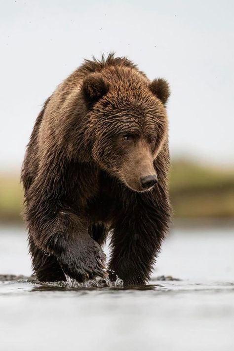 Kodiak Brown Bear, Bismarck North Dakota, Bear Photo, Kodiak Bear, Bear Images, American Flag Eagle, Brown Bears, Bear Photos, Leg Sleeve