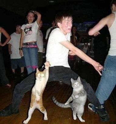 All of a sudden you find yourself on the dance floor. | Community Post: The 20 Stages Of Your Work Christmas Party Funny Poses, Dancing Cat, People Standing, Pose References, Silly Cats, 귀여운 동물, Crazy Cats, Cat Memes, Funny Cute