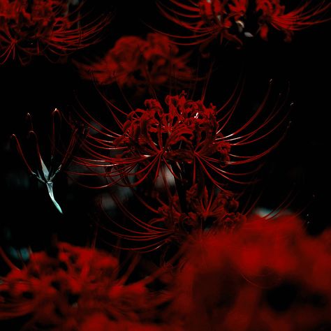 Red Spider Lily Icon, Chinese Red Aesthetic, Dark Chinese Aesthetic, Firebender Aesthetic, Red Japanese Aesthetic, Spiders Aesthetic, Dark Japanese Aesthetic, Oni Aesthetic, Red Dark Aesthetic