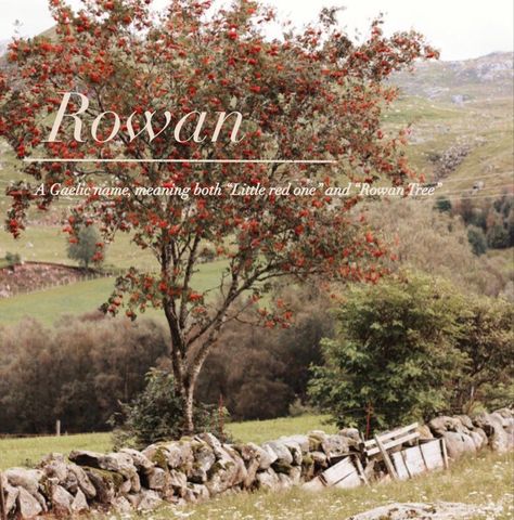 Rowan Tree Drawing, Rowan Name Meaning, Rowan Baby Name, Reuben Name, Rowan Name, Rowan Aesthetic, Rowan Core, Baby Names 2022, Celtic Language