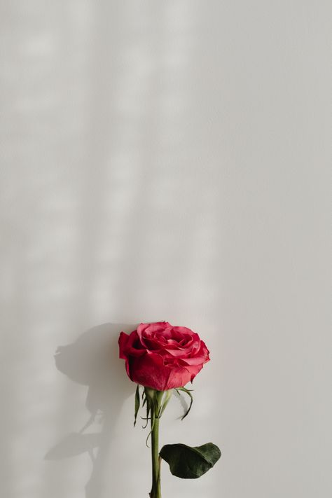 One Rose Aesthetic, Rose Images Beautiful, Rose Background Wallpapers, Jenna Photoshoot, White Love Background, Flower In White Background, Red Love Background, Embrace Drawing, Flowers Photography Aesthetic