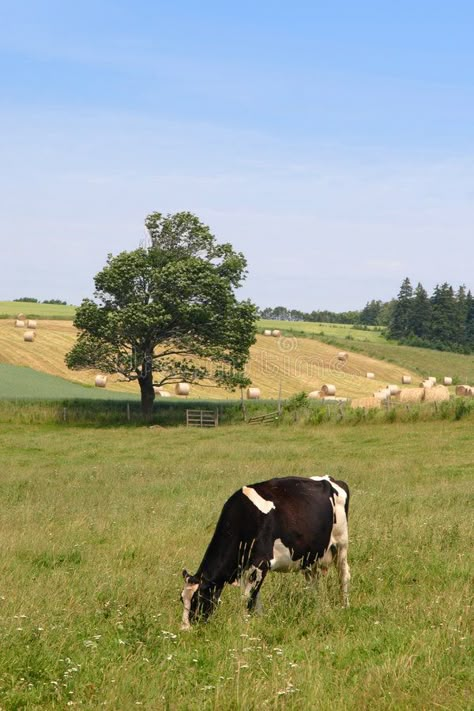 Farm Cow. A cow grazing in a farm field with hay bales in the distance #Sponsored , #ad, #Advertisement, #cow, #Farm, #bales, #grazing Cow Grazing, Farm Aesthetic, Cow Photos, Black And White Cow, Future Farms, Cow Farm, Cow Pictures, Farm Field, Southern Life