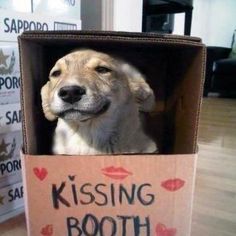 Funny Dog Costume Ideas on Pinterest | Unique Halloween Costumes ... Cute Dog Costumes, Dog Costumes Funny, Puppy Costume, Dog Waiting, Diy Dog Costumes, Pet Halloween Costumes, Kissing Booth, Funny Costumes, Dog Halloween Costumes