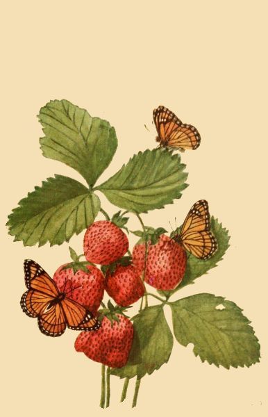 Vintage Butterfly Image with Strawberries Creepy Bugs, Strawberry Pictures, Strawberry Drawing, Strawberry Tattoo, Butterfly Image, Strawberry Art, Folk Art Flowers, Butterfly Images, Butterfly Drawing