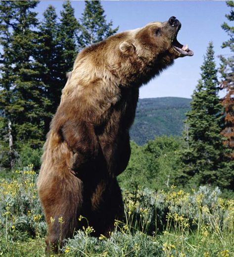 Kodiak Brown Bear Kodiak Grizzly Bear, Brown Bears Aesthetic, Bear Poses Reference, Kodiak Brown Bear, Photo Ours, Disney Animal Kingdom Lodge, Kodiak Bear, Disney Animal Kingdom, Angry Bear