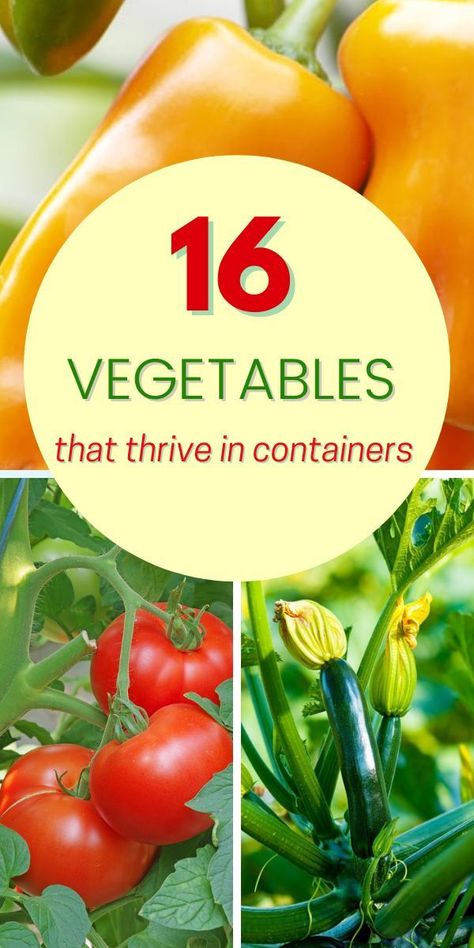 Garden Ideas Fruits And Vegetables, Urban Container Gardening, Flower Pot Garden Vegetables, Growing Container Vegetables, Pot Gardening Vegetables, Vegetables You Can Grow In Pots, Growing Veg In Pots, Growing Veggies In Containers, Container Food Gardening