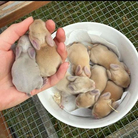 Rabbit Life, Bunny Care, Small Rabbit, House Rabbit, Pet Bunny, Bunny Lovers, Super Cute Animals, Baby Bunnies