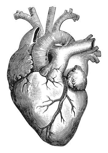 Human Heart Drawing, The Human Heart, Heart Anatomy, Couple Drawing, Drawing Eyes, Original Ink Drawing, Heart Illustration, Graphics Fairy, Heart Drawing