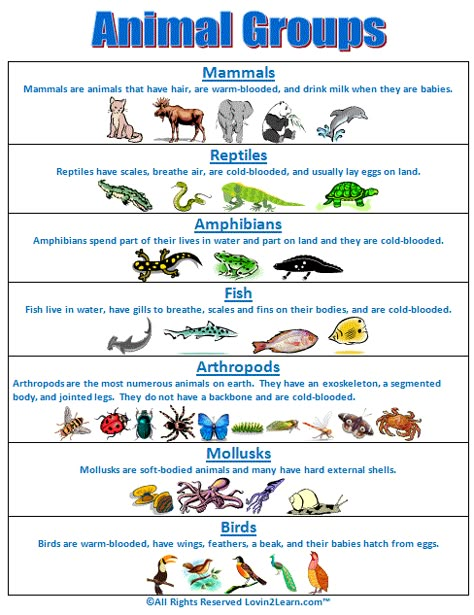 Super Subjects - Super Science - Life Science - Animal Groups - Animal Groups Chart Grade 3 Crafts Ideas, Animal Classification Chart, Classification Of Animals, Kindergarten Animals, Classifying Animals, Groups Of Animals, Animals Group, Animal Classification, Kid Science